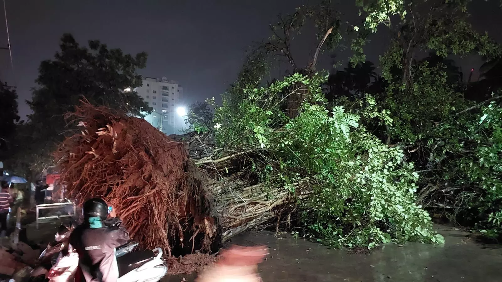 ಮಂಗಳೂರು: ಚಿಲಿಂಬಿಯಲ್ಲಿ ರಸ್ತೆಗೆ ಬಿದ್ದ ಬೃಹತ್ ಮರ ಮಂಗಳೂರು: ಚಿಲಿಂಬಿಯಲ್ಲಿ ರಸ್ತೆಗೆ ಬಿದ್ದ ಬೃಹತ್ ಮರ