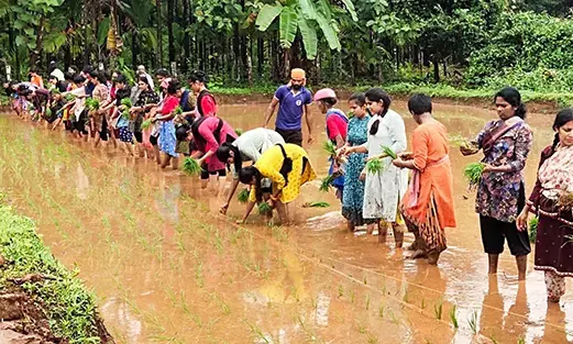 ಕುಂದಾಪುರ: ಕುಗ್ರಾಮದ ಕೆಸರು ಗದ್ದೆಯಲ್ಲಿ ವಿದ್ಯಾರ್ಥಿಗಳಿಂದ ನಾಟಿ