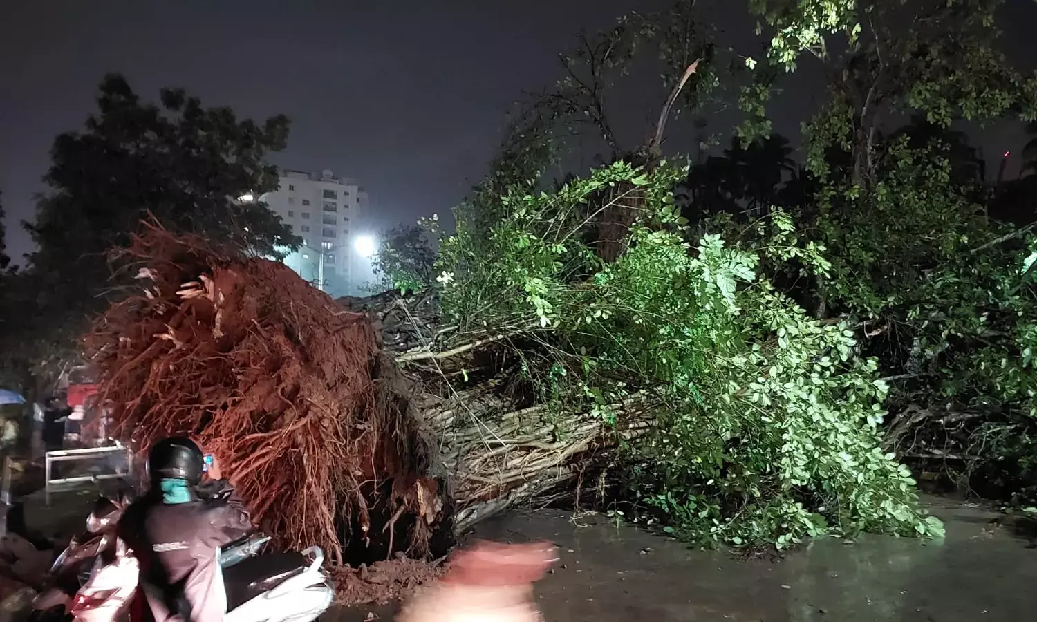 ಮಂಗಳೂರು: ಚಿಲಿಂಬಿಯಲ್ಲಿ ರಸ್ತೆಗೆ ಬಿದ್ದ ಬೃಹತ್ ಮರ