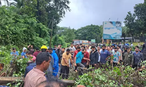 ಮಾಣಿ: ಧರಾಶಾಹಿಯಾದ ಬೃಹತ್ ಮರ; ವಾಹನಗಳ ಸಂಚಾರಕ್ಕೆ ಅಡ್ಡಿ