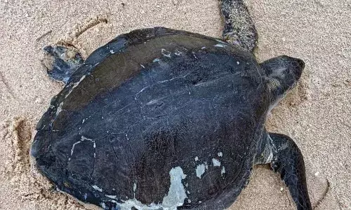 ಪಡುಬಿದ್ರೆ ಬೀಚ್‌ನಲ್ಲಿ ಮತ್ತೊಂದು ಬೃಹತ್ ಕಡಲಾಮೆ ರಕ್ಷಣೆ