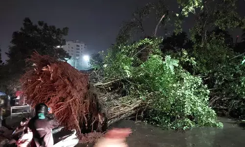 ಮಂಗಳೂರು: ಚಿಲಿಂಬಿಯಲ್ಲಿ ರಸ್ತೆಗೆ ಬಿದ್ದ ಬೃಹತ್ ಮರ