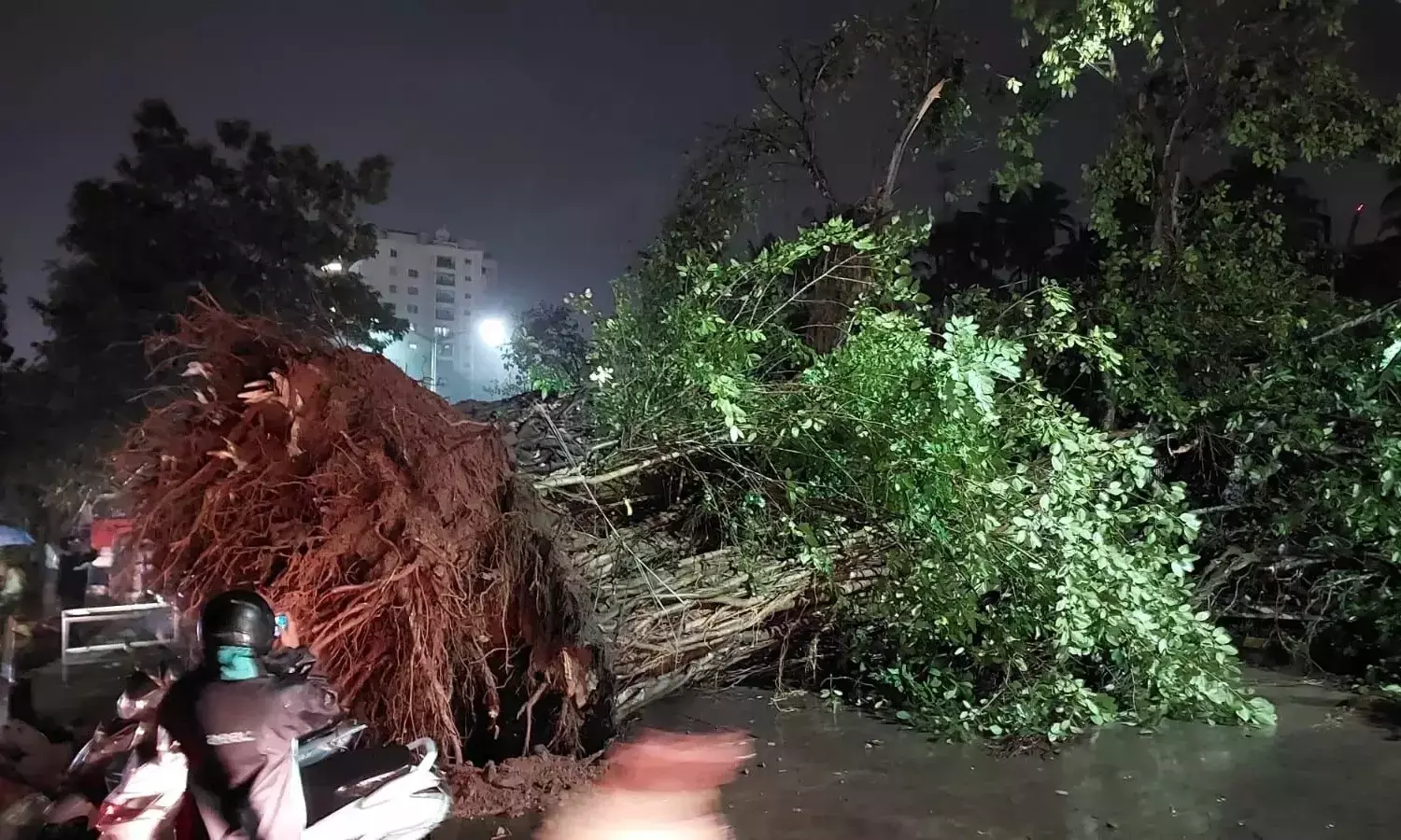 ಮಂಗಳೂರು: ಧಾರಾಕಾರ ಮಳೆಗೆ ಧರಾಶಾಹಿಯಾದ ಬೃಹತ್ ಮರ