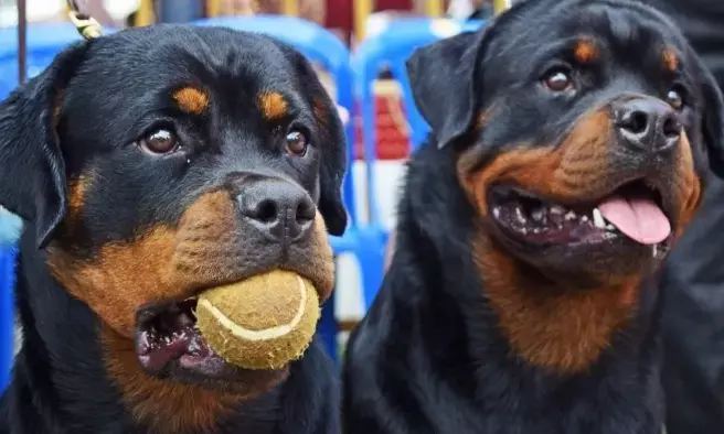 2022ರಲ್ಲಿ ರೇಬಿಸ್‌ ನಿಂದ ಮೃತರ ಪ್ರಮಾಣದಲ್ಲಿ ಆಂಧ್ರಪ್ರದೇಶ, ಕರ್ನಾಟಕಕ್ಕೆ ಮೂರನೆ ಸ್ಥಾನ