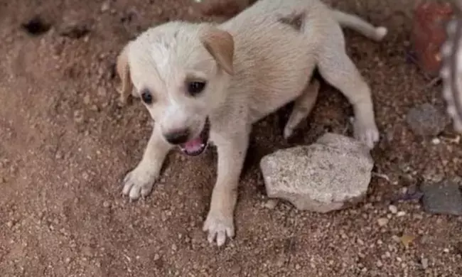 ನಾಯಿ ನಾಪತ್ತೆ: ತನ್ನ ಭದ್ರತಾ ಸಿಬ್ಬಂದಿಗಳನ್ನು ಅಮಾನತುಗೊಳಿಸಲು ಹಿರಿಯ ಪೊಲೀಸ್ ಅಧಿಕಾರಿಗೆ ಪತ್ರ ಬರೆದ ನ್ಯಾಯಾಧೀಶ!