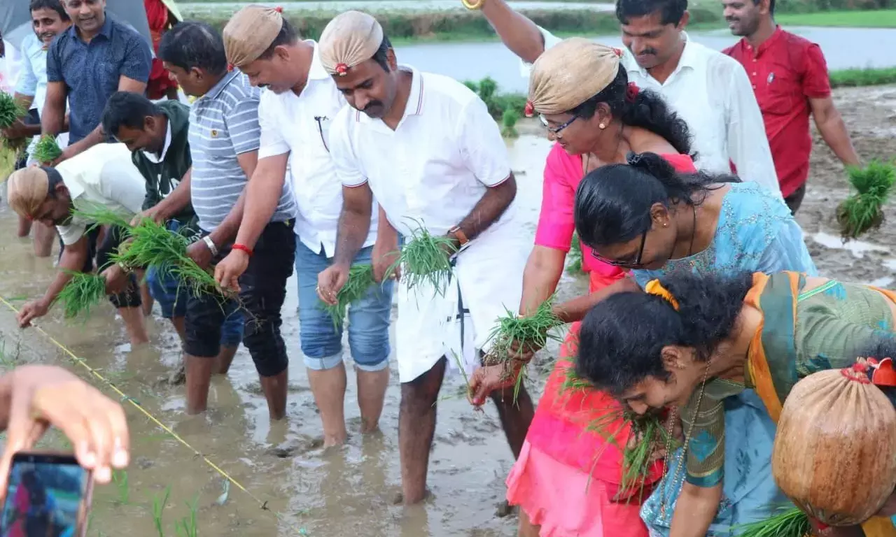 ಸಂಜೀವಿನಿ ಸದಸ್ಯರಿಂದ 1034 ಎಕರೆ ಹಡಿಲುಭೂಮಿಯಲ್ಲಿ ಕೃಷಿ