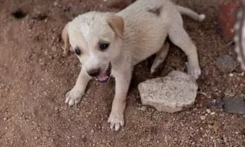 ನಾಯಿ ನಾಪತ್ತೆ: ತನ್ನ ಭದ್ರತಾ ಸಿಬ್ಬಂದಿಗಳನ್ನು ಅಮಾನತುಗೊಳಿಸಲು ಹಿರಿಯ ಪೊಲೀಸ್ ಅಧಿಕಾರಿಗೆ ಪತ್ರ ಬರೆದ ನ್ಯಾಯಾಧೀಶ!