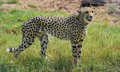 ಕುನೊ ರಾಷ್ಟ್ರೀಯ ಉದ್ಯಾನ: 6 ಚೀತಾಗಳ ರೇಡಿಯೊ ಕಾಲರ್ ತೆಗೆದ ಅರಣ್ಯಾಧಿಕಾರಿಗಳು