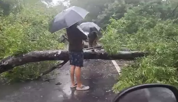 ರಸ್ತೆಗೆ ಬಿದ್ದ ಮರ: ಚಿಕ್ಕಮಗಳೂರು– ಮಂಗಳೂರು ರಸ್ತೆ ಸಂಚಾರ ಕೆಲ ಕಾಲ ಬಂದ್