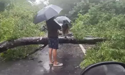 ರಸ್ತೆಗೆ ಬಿದ್ದ ಮರ: ಚಿಕ್ಕಮಗಳೂರು– ಮಂಗಳೂರು ರಸ್ತೆ ಸಂಚಾರ ಕೆಲ ಕಾಲ ಬಂದ್