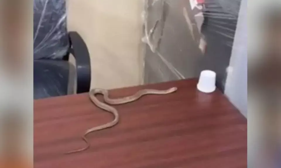 ಸಮಸ್ಯೆಗೆ ಸ್ಪಂದಿಸದ ಅಧಿಕಾರಿಗಳ ಮೇಲಿನ ಸಿಟ್ಟಿನಿಂದ ನಗರ ಪಾಲಿಕೆ ಕಚೇರಿಗೆ ಹಾವು ಬಿಟ್ಟ ವ್ಯಕ್ತಿ