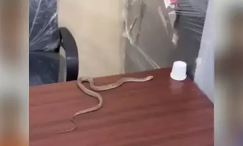 ಸಮಸ್ಯೆಗೆ ಸ್ಪಂದಿಸದ ಅಧಿಕಾರಿಗಳ ಮೇಲಿನ ಸಿಟ್ಟಿನಿಂದ ನಗರ ಪಾಲಿಕೆ ಕಚೇರಿಗೆ ಹಾವು ಬಿಟ್ಟ ವ್ಯಕ್ತಿ