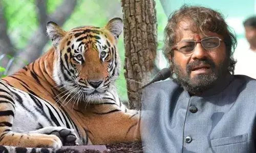 ರಾಜ್ಯದಲ್ಲಿ ಹುಲಿಗಳ ಸಂಖ್ಯೆ ಏರಿಕೆ; ಕ್ಯಾಮರಾ ಟ್ರ್ಯಾಪ್ ನಲ್ಲಿ ಈ ಬಾರಿ 435 ಹುಲಿಗಳು ಪತ್ತೆ: ಸಚಿವ ಈಶ್ವರ ಖಂಡ್ರೆ