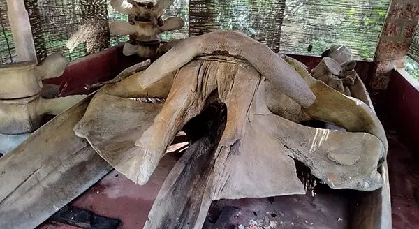 ಕಾಸರಗೋಡು: ಮನೆಯ ಶೆಡ್‌ನಲ್ಲಿ ತಿಮಿಂಗಿಲದ ಅಸ್ಥಿಪಂಜರ ಪತ್ತೆ