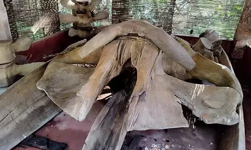 ಕಾಸರಗೋಡು: ಮನೆಯ ಶೆಡ್‌ನಲ್ಲಿ ತಿಮಿಂಗಿಲದ ಅಸ್ಥಿಪಂಜರ ಪತ್ತೆ