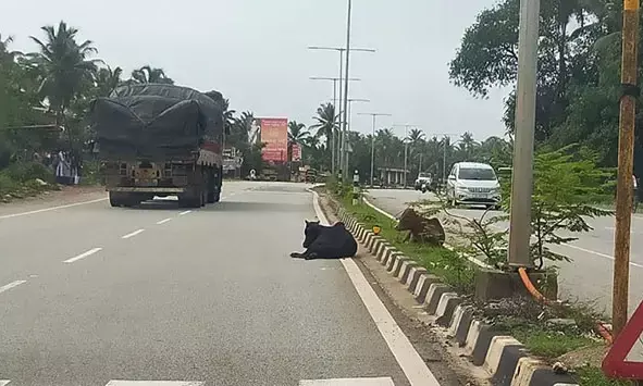 ಕುಂದಾಪುರ-ಬೈಂದೂರು ರಾಷ್ಟ್ರೀಯ ಹೆದ್ದಾರಿಯಲ್ಲಿ ಬೀಡಾಡಿ ಜಾನುವಾರು!