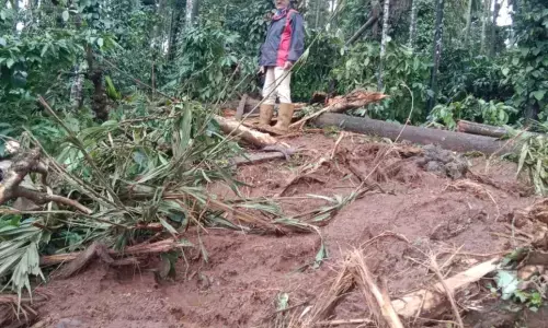 ಮೂಡಿಗೆರೆ: ಕಾಡಾನೆ ದಾಳಿಗೆ ಕಾಫಿ, ಅಡಿಕೆ ತೋಟಗಳು ನಾಶ