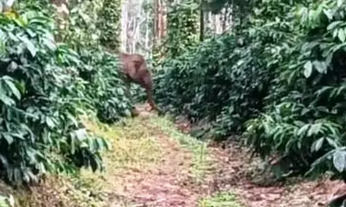 ಮೂಡಿಗೆರೆ | ಕಾಫಿ ತೋಟದಲ್ಲಿ ಬೀಡು ಬಿಟ್ಟ ಕಾಡಾನೆಗಳ ಹಿಂಡು: ಆತಂಕದಲ್ಲಿ ಗ್ರಾಮಸ್ಥರು
