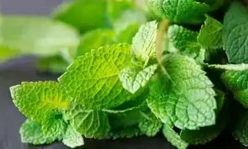 ಪುದಿನಾ ಶಕ್ತಿ: ಉಬ್ಬರ ನಿವಾರಣೆಯಿಂದ ತಲೆನೋವು ಶಮನದ ವರೆಗೆ..