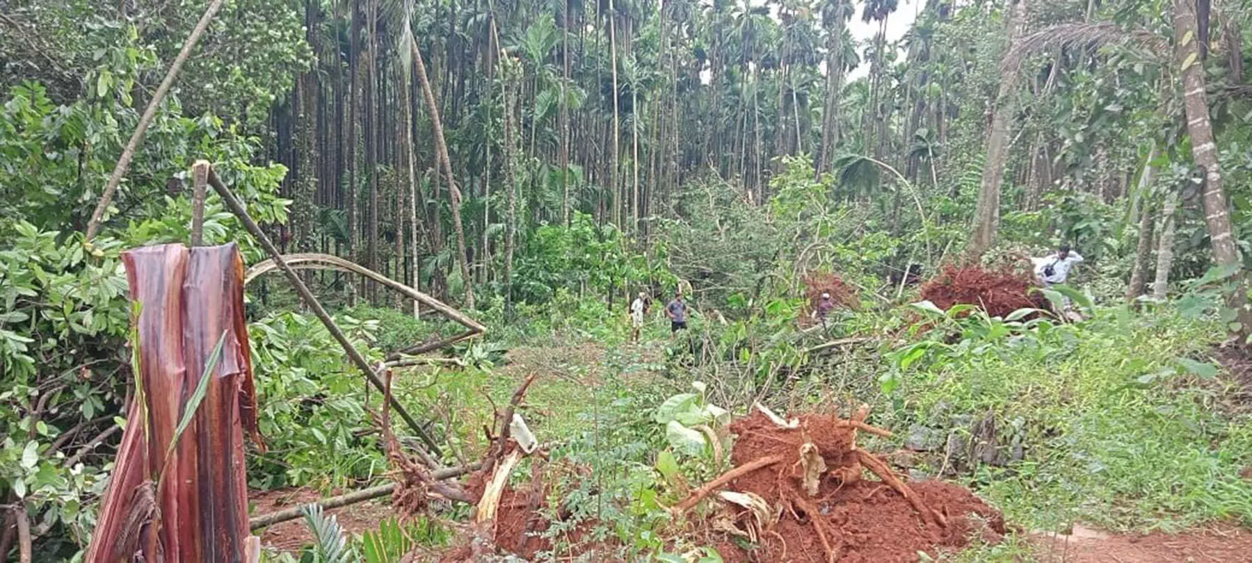 ಸುಂಟರಗಾಳಿ: ಕುಂದಾಪುರ ತಾಲೂಕಿನ 12 ಮನೆ, ತೋಟಗಳಿಗೆ ಹಾನಿ