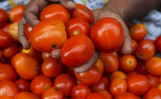 ಚಾಮರಾಜನಗರ | ಲಕ್ಷಾಂತರ ರೂ. ಮೌಲ್ಯದ ಟೊಮೆಟೊ ನಾಶಪಡಿಸಿದ ದುಷ್ಕರ್ಮಿಗಳು; 15 ಲಕ್ಷಕ್ಕೂ ಹೆಚ್ಚು ನಷ್ಟ ಚಾಮರಾಜನಗರ | ಲಕ್ಷಾಂತರ ರೂ. ಮೌಲ್ಯದ ಟೊಮೆಟೊ ನಾಶಪಡಿಸಿದ ದುಷ್ಕರ್ಮಿಗಳು; 15 ಲಕ್ಷಕ್ಕೂ ಹೆಚ್ಚು ನಷ್ಟ
