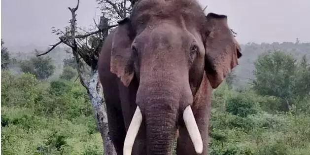 ಚಾಮರಾಜನಗರ | ದನ ಮೇಯಿಸಲು ಹೋಗಿದ್ದ ವ್ಯಕ್ತಿಗಳಿಬ್ಬರ ಮೇಲೆ ಕಾಡಾನೆ ದಾಳಿ; ಗಂಭೀರ ಗಾಯ ಚಾಮರಾಜನಗರ | ದನ ಮೇಯಿಸಲು ಹೋಗಿದ್ದ ವ್ಯಕ್ತಿಗಳಿಬ್ಬರ ಮೇಲೆ ಕಾಡಾನೆ ದಾಳಿ; ಗಂಭೀರ ಗಾಯ