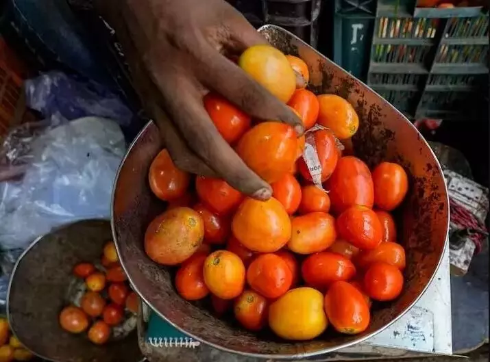 3 ಲಕ್ಷ ಬಂಡವಾಳದಲ್ಲಿ ಬೆಳೆದ ಟೊಮೆಟೊ ಬೆಳೆಯಿಂದ 30 ಲಕ್ಷ ಆದಾಯ ಗಳಿಸಿದ ಚಿಕ್ಕಮಗಳೂರಿನ ರೈತ 3 ಲಕ್ಷ ಬಂಡವಾಳದಲ್ಲಿ ಬೆಳೆದ ಟೊಮೆಟೊ ಬೆಳೆಯಿಂದ 30 ಲಕ್ಷ ಆದಾಯ ಗಳಿಸಿದ ಚಿಕ್ಕಮಗಳೂರಿನ ರೈತ