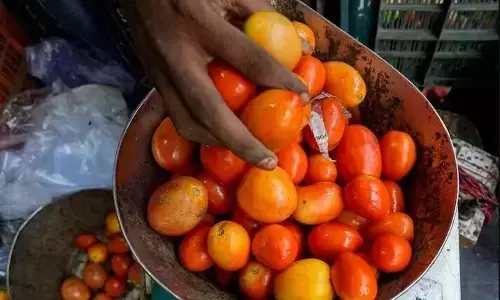 3 ಲಕ್ಷ ಬಂಡವಾಳದಲ್ಲಿ ಬೆಳೆದ ಟೊಮೆಟೊ ಬೆಳೆಯಿಂದ 30 ಲಕ್ಷ ಆದಾಯ ಗಳಿಸಿದ ಚಿಕ್ಕಮಗಳೂರಿನ ರೈತ