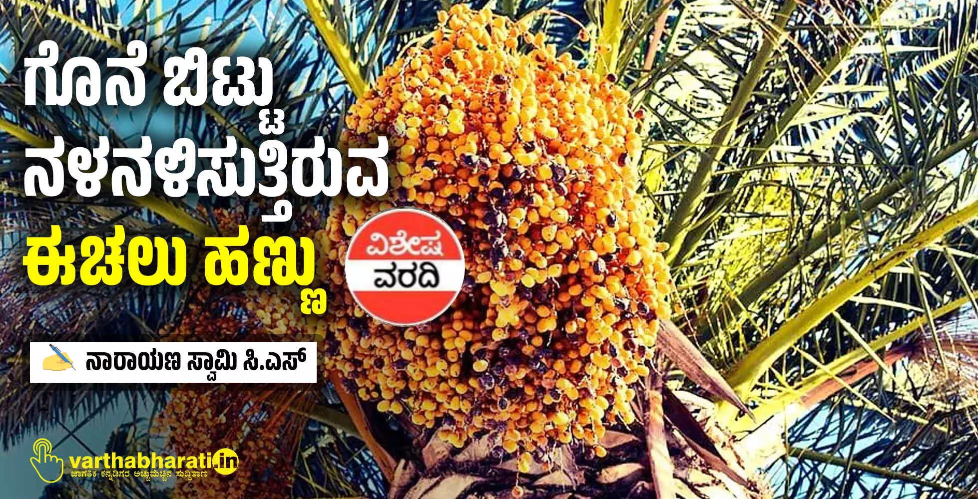 ಗೊನೆ ಬಿಟ್ಟು ನಳನಳಿಸುತ್ತಿರುವ ಈಚಲು ಹಣ್ಣು