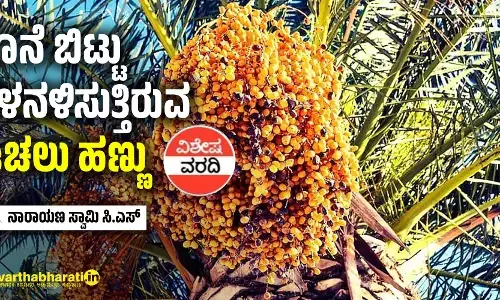 ಗೊನೆ ಬಿಟ್ಟು ನಳನಳಿಸುತ್ತಿರುವ ಈಚಲು ಹಣ್ಣು