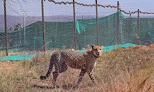 ನಮೀಬಿಯಾ, ದಕ್ಷಿಣ ಆಫ್ರಿಕಾ ಚೀತಾಗಳನ್ನು ತರಿಸಿದ ಸರ್ಕಾರದ ಕ್ರಮವನ್ನು ಪ್ರಶ್ನಿಸಲು ಕಾರಣಗಳಿಲ್ಲ: ಸುಪ್ರೀಂ ಕೋರ್ಟ್‌