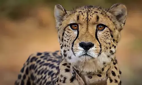 ಚೀತಾಗಳ ಸಾವುಗಳ ಕುರಿತು ಸಾರ್ವಜನಿಕ ಕಳವಳ ನಿವಾರಿಸುವಂತೆ ಕೇಂದ್ರಕ್ಕೆ ಸುಪ್ರೀಂಕೋರ್ಟ್ ಸೂಚನೆ