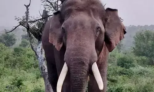 ಕರ್ನಾಟಕದಲ್ಲಿ ಆನೆಗಳ ಸಂಖ್ಯೆ 6,395ಕ್ಕೆ ಏರಿಕೆ; ಬಂಡೀಪುರದಲ್ಲೇ ಹೆಚ್ಚು: ಸಚಿವ ಈಶ್ವರ್‌ ಖಂಡ್ರೆ