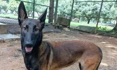 ದಾವಣಗೆರೆ: 8 ಕಿ.ಮೀ. ಕ್ರಮಿಸಿ ಕೊಲೆ ಪ್ರಕರಣದ ಆರೋಪಿಯನ್ನು ಪತ್ತೆ ಹಚ್ಚುವಲ್ಲಿ ಪ್ರಮುಖ ಪಾತ್ರ ವಹಿಸಿದ ಶ್ವಾನ ʼತಾರಾʼ