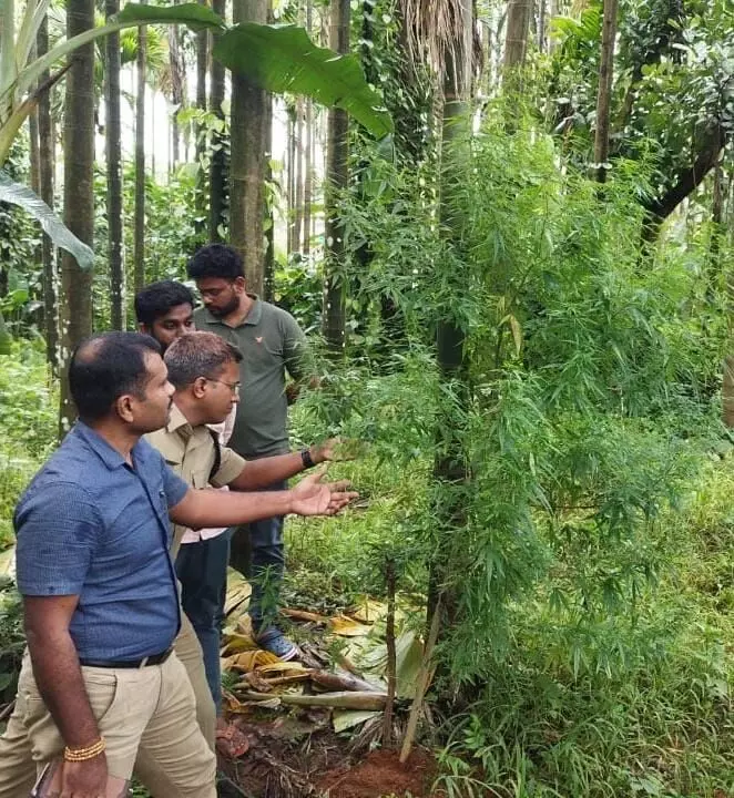 ಶಿವಮೊಗ್ಗ: ಅಡಿಕೆ ತೋಟದಲ್ಲಿ ಗಾಂಜಾ ಬೆಳೆದ ಆರೋಪಿಗಳಿಬ್ಬರ ಬಂಧನ ಶಿವಮೊಗ್ಗ: ಅಡಿಕೆ ತೋಟದಲ್ಲಿ ಗಾಂಜಾ ಬೆಳೆದ ಆರೋಪಿಗಳಿಬ್ಬರ ಬಂಧನ