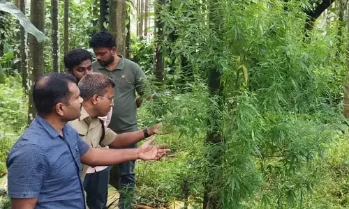 ಶಿವಮೊಗ್ಗ: ಅಡಿಕೆ ತೋಟದಲ್ಲಿ ಗಾಂಜಾ ಬೆಳೆದ ಆರೋಪಿಗಳಿಬ್ಬರ ಬಂಧನ