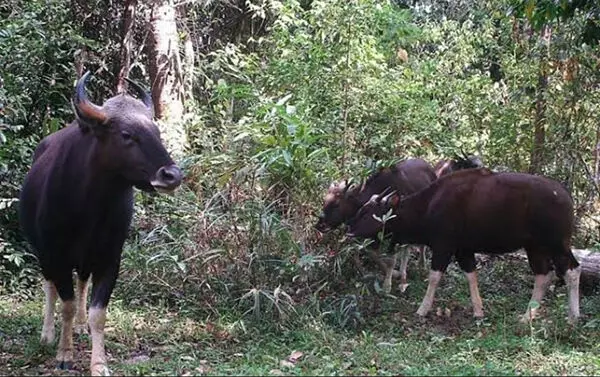 ಉಡುಪಿ: ಕೀಳಂಜೆಯಲ್ಲಿ ಕಾಡುಕೋಣ ದಾಳಿ; ಕೃಷಿ ಬೆಳೆಗೆ ಅಪಾರ ಹಾನಿ ಉಡುಪಿ: ಕೀಳಂಜೆಯಲ್ಲಿ ಕಾಡುಕೋಣ ದಾಳಿ; ಕೃಷಿ ಬೆಳೆಗೆ ಅಪಾರ ಹಾನಿ