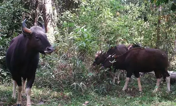 ಉಡುಪಿ: ಕೀಳಂಜೆಯಲ್ಲಿ ಕಾಡುಕೋಣ ದಾಳಿ; ಕೃಷಿ ಬೆಳೆಗೆ ಅಪಾರ ಹಾನಿ