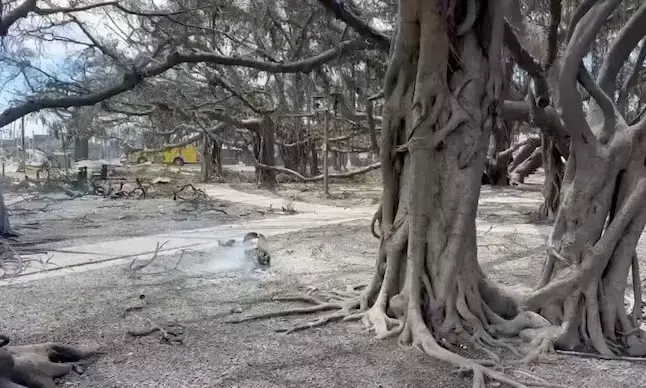 ಹವಾಯಿ: ಭಾರತದಿಂದ ಆಮದು ಮಾಡಿಕೊಂಡಿದ್ದ ಐತಿಹಾಸಿಕ ಆಲದ ಮರ ಕಾಳ್ಗಿಚ್ಚಿನಿಂದ ಸುಟ್ಟು ಕರಕಲು