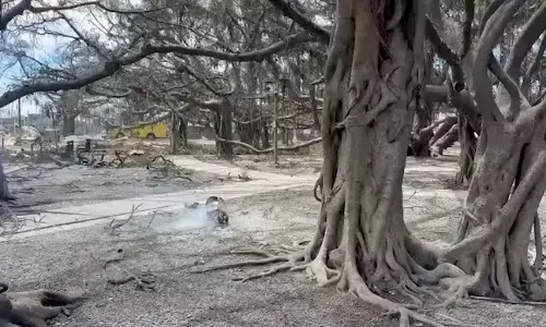 ಹವಾಯಿ: ಭಾರತದಿಂದ ಆಮದು ಮಾಡಿಕೊಂಡಿದ್ದ ಐತಿಹಾಸಿಕ ಆಲದ ಮರ ಕಾಳ್ಗಿಚ್ಚಿನಿಂದ ಸುಟ್ಟು ಕರಕಲು