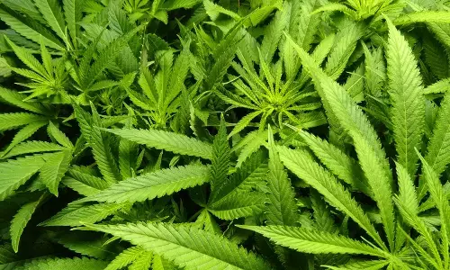 ಜರ್ಮನಿ: ಮನರಂಜನೆಗೆ ಗಾಂಜಾ ಬಳಕೆ ಕಾನೂನುಬದ್ಧಗೊಳಿಸುವ ವಿವಾದಾತ್ಮಕ ಮಸೂದೆ ಅಂಗೀಕಾರ