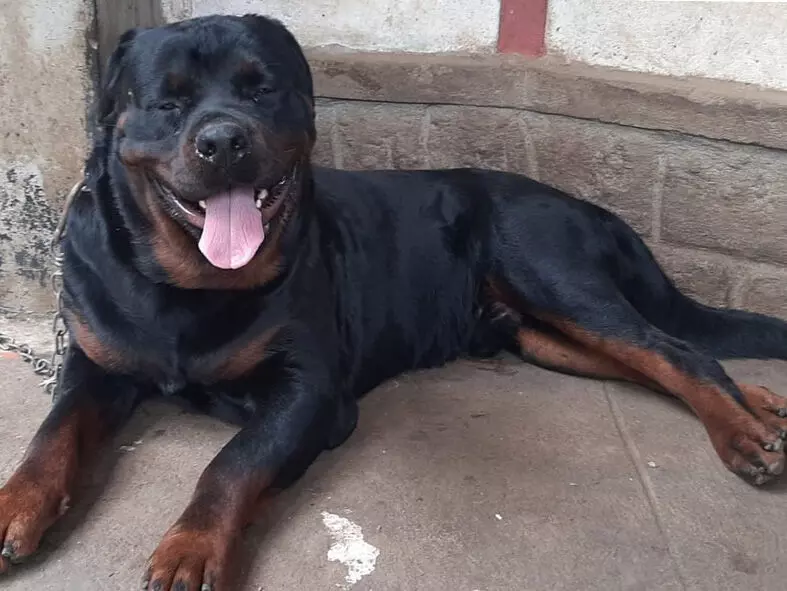 ಕೊಡಗು | ಬಾಣಂತಿ ಆರೋಗ್ಯ ವಿಚಾರಿಸಲು ಹೋದ ಆರೋಗ್ಯ ಅಧಿಕಾರಿ ಮೇಲೆ ಸಾಕು ನಾಯಿ ದಾಳಿ: ಗಂಭೀರ ಗಾಯ