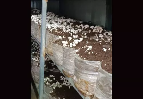 ವೈಟ್ಗ್ರೋ ಅಣಬೆ ಕಾರ್ಖಾನೆಯ ಕೈಗಾರಿಕಾ ವಲಯಕ್ಕೆ ಸ್ಥಳಾಂತರಿಸಲು ಆಗ್ರಹ ವೈಟ್ಗ್ರೋ ಅಣಬೆ ಕಾರ್ಖಾನೆಯ ಕೈಗಾರಿಕಾ ವಲಯಕ್ಕೆ ಸ್ಥಳಾಂತರಿಸಲು ಆಗ್ರಹ