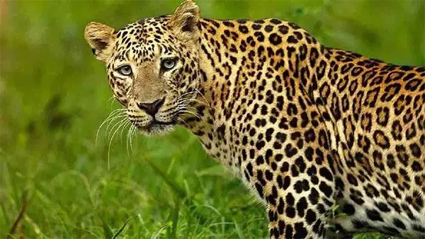 ಆಂಧ್ರ ಪ್ರದೇಶ: 2 ಚಿರತೆಗಳ ಸಂಶಯಾಸ್ಪದ ಸಾವು ಆಂಧ್ರ ಪ್ರದೇಶ: 2 ಚಿರತೆಗಳ ಸಂಶಯಾಸ್ಪದ ಸಾವು