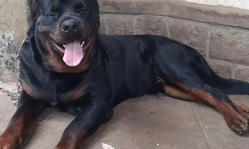 ಕೊಡಗು | ಬಾಣಂತಿ ಆರೋಗ್ಯ ವಿಚಾರಿಸಲು ಹೋದ ಆರೋಗ್ಯ ಅಧಿಕಾರಿ ಮೇಲೆ ಸಾಕು ನಾಯಿ ದಾಳಿ: ಗಂಭೀರ ಗಾಯ