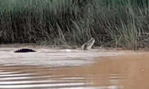 ನದಿ ಬಳಿ ಸ್ನಾನ ಮಾಡುತ್ತಿದ್ದ ಮಹಿಳೆಯನ್ನು ಎಳೆದೊಯ್ದ ಮೊಸಳೆ