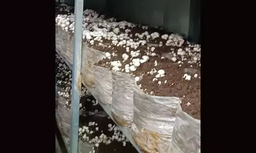 ವೈಟ್‌ಗ್ರೋ ಅಣಬೆ ಕಾರ್ಖಾನೆಯ ಕೈಗಾರಿಕಾ ವಲಯಕ್ಕೆ ಸ್ಥಳಾಂತರಿಸಲು ಆಗ್ರಹ