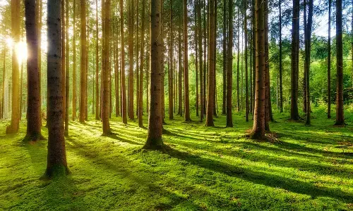 ಆ.27ರಂದು ಮಿರಾಕಲ್ ಫಾರೆಸ್ಟ್ ಚಾಲೆಂಜ್ ಅಭಿಯಾನ