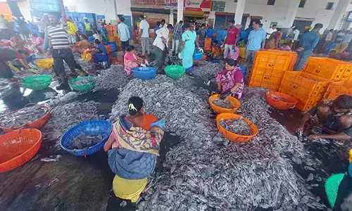 ಮಲ್ಪೆ ಬಂದರಿನಲ್ಲಿ ರಾಶಿ ರಾಶಿ ಬೊಂಡಾಸ್ ಮೀನು !