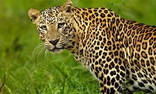 ಆಂಧ್ರ ಪ್ರದೇಶ: 2 ಚಿರತೆಗಳ ಸಂಶಯಾಸ್ಪದ ಸಾವು